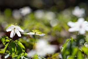 Frühlingsbeginn