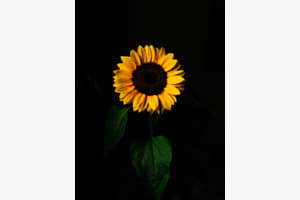 Sonnenblume