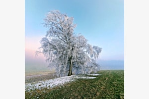 early Winter 