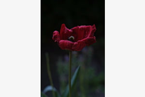 Silent Flame