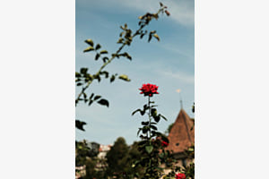 Rote Rose