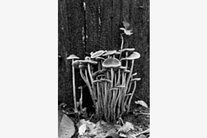 Pilze in S/W