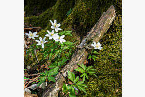 im Wald