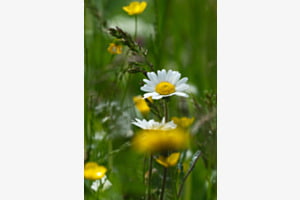 Bergfrühling