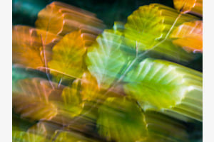 Bewegter Herbst