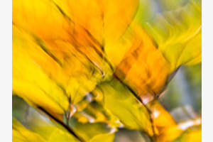 Bewegter Herbst