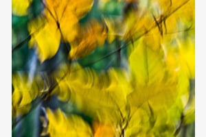 Bewegter Herbst