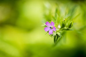 rosa Schönheit