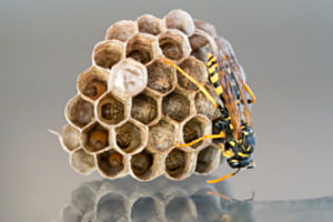 Guêpe germanique  (Vespula germanica)