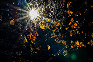Herbstsonne