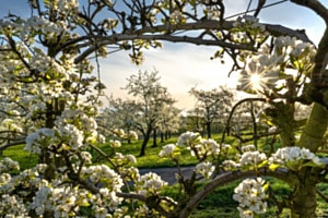 Gegenlicht zwischen Apfelbäumen