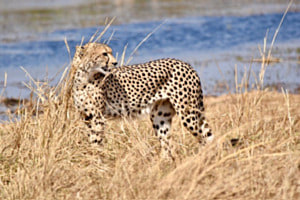 Gepard Gepard