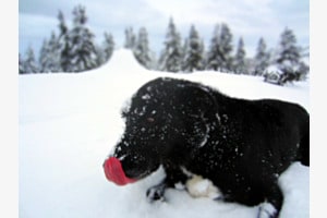 Glace à la fraise