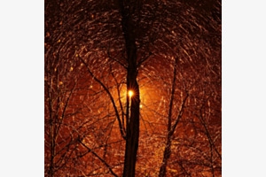 Golden Tree