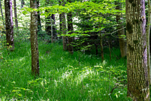 Wald in Grün