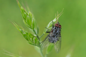 Grasfliege