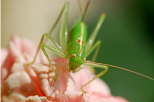 Grashüpfer
