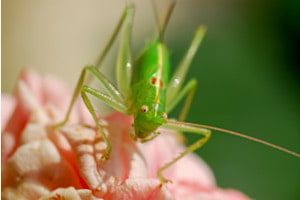 Grashüpfer