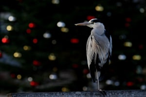 "Adventsreiher" an der Grün 80