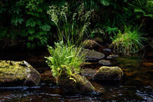 Bachlauf im Schwarzwald