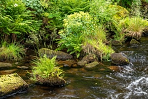 Natur-Bach im Schwarzwald