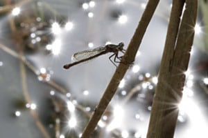 Grosse Pechlibelle
