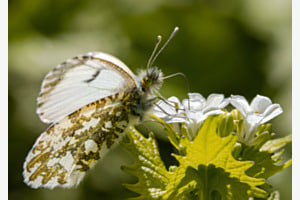 Grünweiss