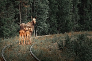 Lapplands stille Wanderer