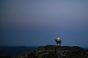 Himmel, Erde und Hund