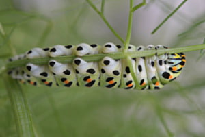 Raupe vom Schwalbenschwanz-Schmetterling