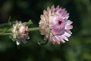 Strohblume