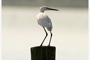 Silberreiher