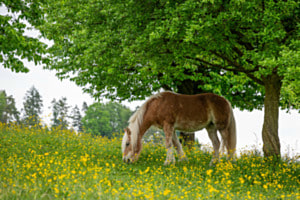 Haflinger auf Frühjahrsweide