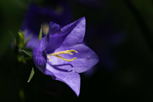 Glockenblume
