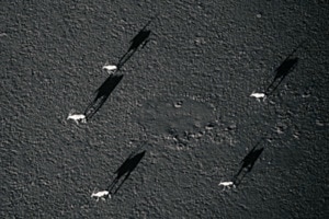 Oryx