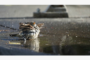 Happy bird bath