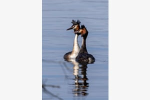 Synchronschwimmen der Haubentaucher