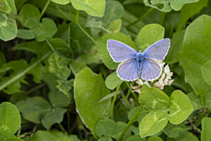 Bläuling auf Herbstwiese