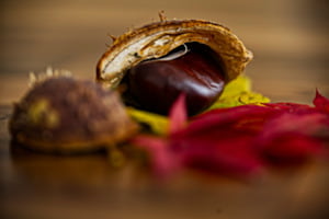 Chegele