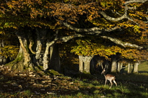 Herbst Herbst