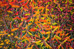 Essigbaum