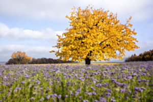 Herbstbaum
