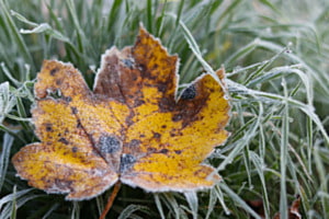 Frostfarben