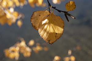Sonnenglitzern