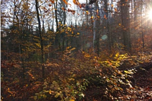 Herbstwald