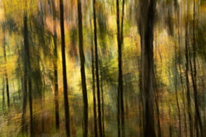 Waldlicht Waldlicht