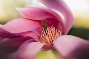 Hidden Beauty