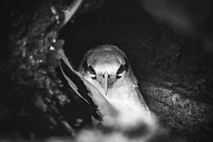 Hide and Seek