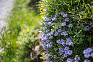 Mountainflowers