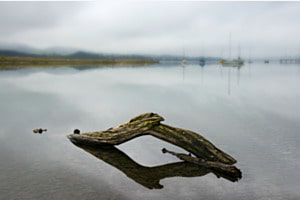 Holz